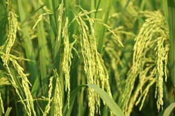 Rice Farmers Receive Historic Compensation for GMO Contamination